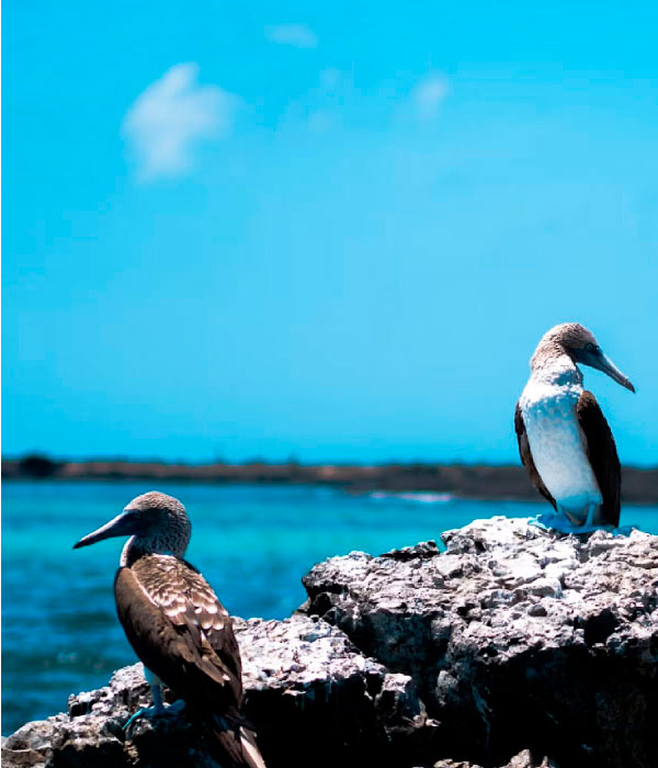 Preguntas frecuentes