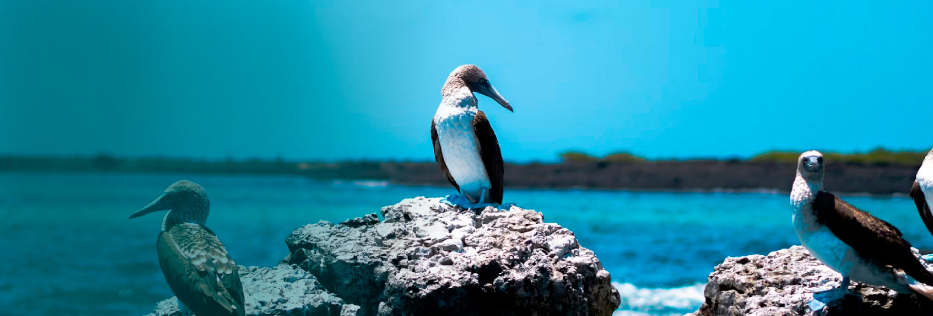 Preguntas frecuentes